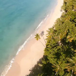 beach with turquoise water and palm tree