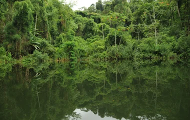 Rainforests in Brazil