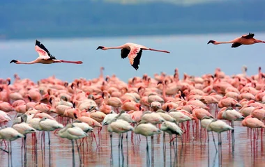 flamingos