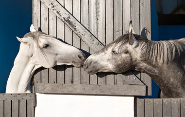 Reiten in Yasmina in Marokko mit Club Med