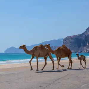 Voyage de noces à Oman