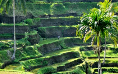 rice terraces