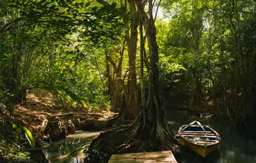 Excursions mangroves
