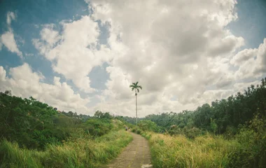 Campuhan Ridge hike in Bali