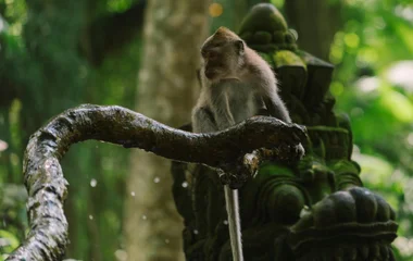 picture of the monkey forest