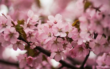 cherry blossom in japan