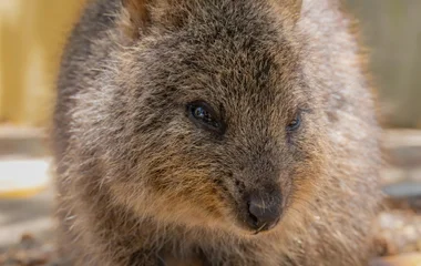 close picture of a quokka on Rottnest Island, near Perth.