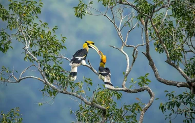 nature, borneo, club med, forest, jungle