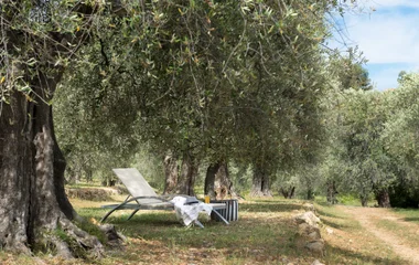 Transat dans un champ en Provence