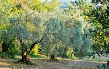 all-inclusive vakantie in de Provence Club Med