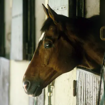 Horseriding