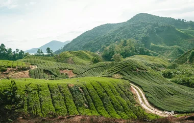 Cameron Highlands, Malaysia