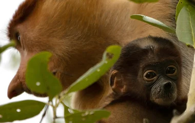 Monkeys in Malaysian Borneo