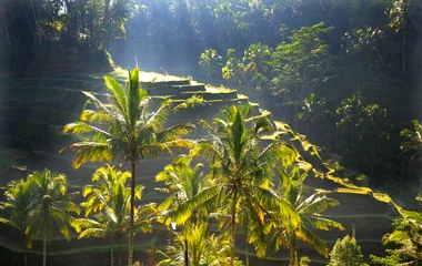 Bali Forest