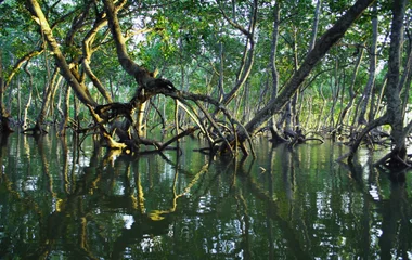 Les mangroves de Bintan en Indonésie