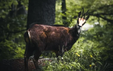 Chamois dans une forêt