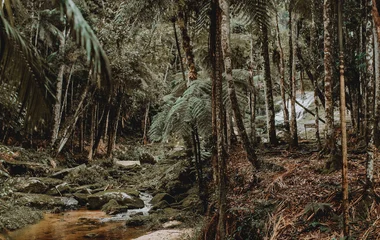 Parc National Serra da Bocaina au Brésil