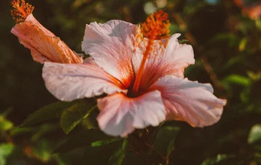 Fleur d'hibiscus