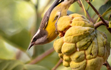 Parc Restinga de Bertioga