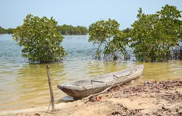 Mangrove en Casamance