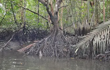 Mangrove