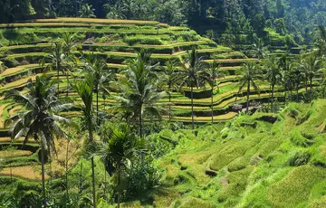 Rizières de Tegallalang