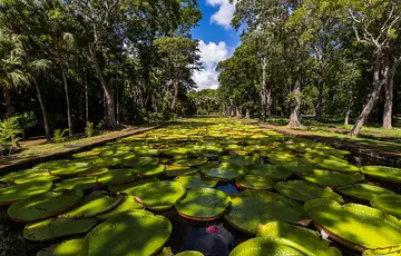 Jardin botanique de Pamplemousses