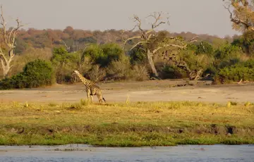 Parc national Chobe