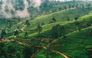 Nuwara Eliya
