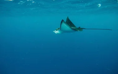 Mantarochen im Wasser