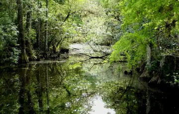 Everglades