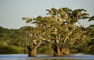 Réserve de Cuyabeno