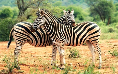 Zèbres dans la savane