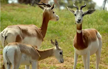 Antilopes
