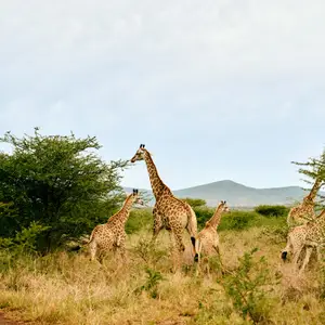Voyage en Afrique du Sud
