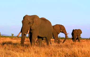 Addo Elephant National Park