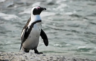 Manchot de Boulders Beach en Afrique du Sud