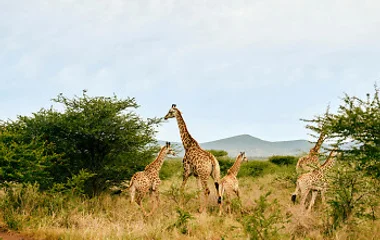 Girafes dans la savane
