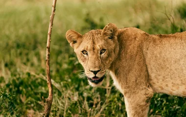 Lion en Afrique du Sud