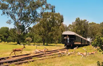 wine tram in South African
