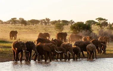 Elephants Kruger Park