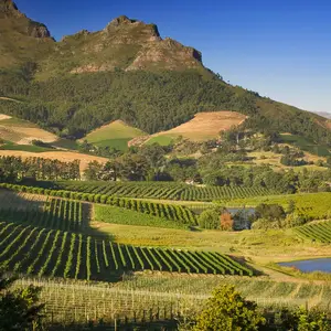 Wine Route South Africa