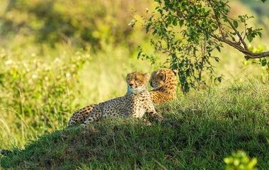 South Africa Cheetahs