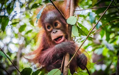 Borneo Orangutans
