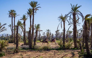Camel ride in Marrakech