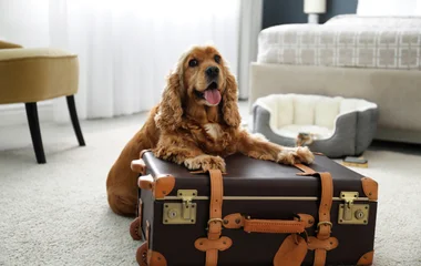 Pacchetto vacanza con cani a Pragelato Sestriere sulle Alpi