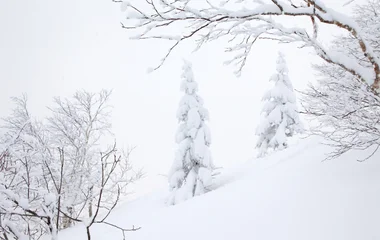 Árvores cheias de neve.