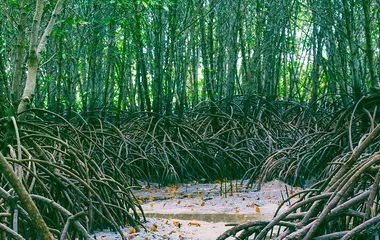 Mangroves bali