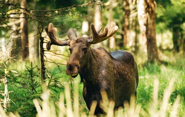Parc Omega, rencontre avec la faune québécoise
