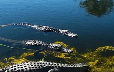 Parc National des Everglades